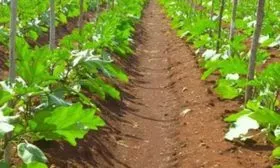 Выращивание