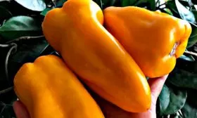 Вкусовые качества