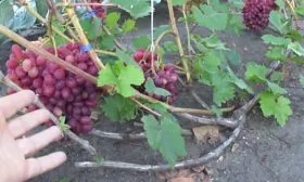 Виноград подвязка