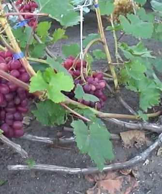 Виноград подвязка