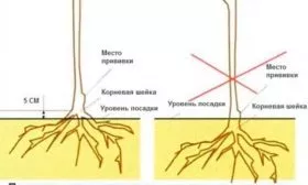 Из саженца