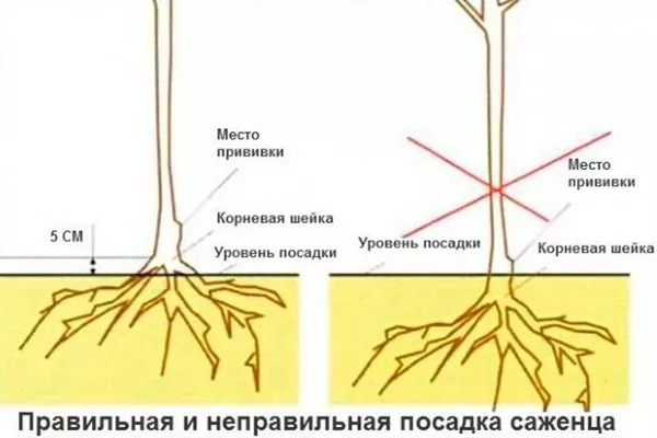 Из саженца