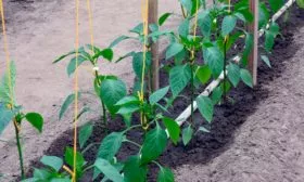 kak-mozhno-podvyazat-percy