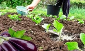 Как ухаживать