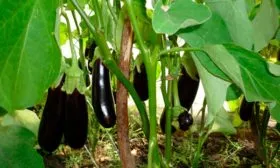 Как выглядит куст