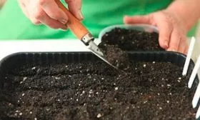 Как вырастить баклажаны