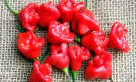 Колокольчик