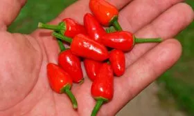 Маленький принц