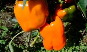 Мандариновая 1