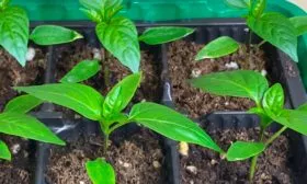 Рассада перца