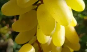 ягоды и грозди