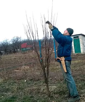 обрезка колоновидной