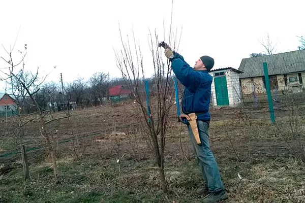 обрезка колоновидной