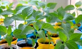 Надо ли пикировать