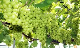 Виноград Шайн-мускат