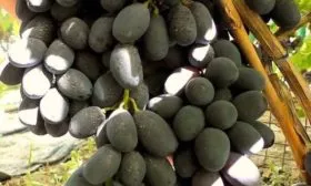 Область применения плодов