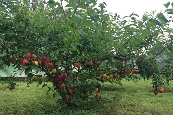 обрезка кустовидной