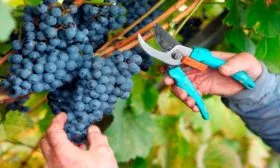 Обрезка в течение сезона