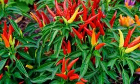 Огненный вулкан 2