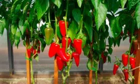 Описание гибрида