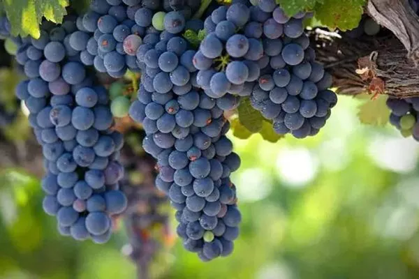 Описание и фото сорта винограда Зилга