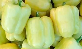 Блонди F2 (Голландия)