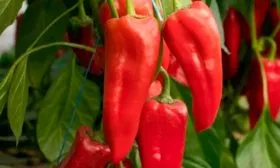 Описание плодов