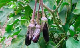 Описание растения