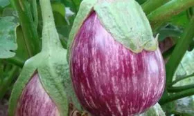 Описание растения и плодов