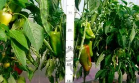 Описание сорта