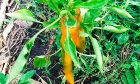 Описание сорта