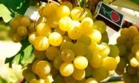 Описание сорта винограда Италия и внешний вид с фото