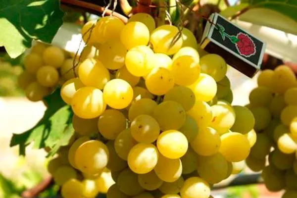 Описание сорта винограда Италия и внешний вид с фото