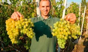 Сбор урожая