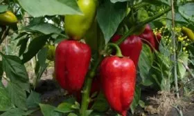 Особенности куста