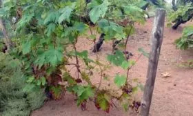 Особенности подвязки винограда Велес