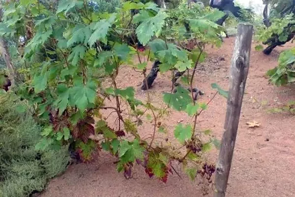 Особенности подвязки винограда Велес