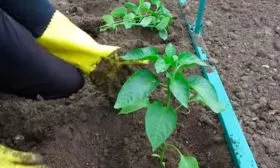 Особенности посадки