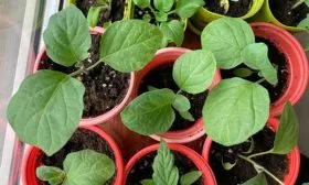 Особенности посадки