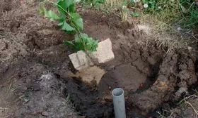 Особенности посадки и ухода