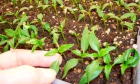 Особенности посадки и выращивания