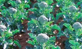 Особенности посадки и выращивания