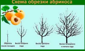 Особенности ухода 1