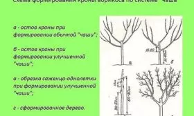 Особенности ухода