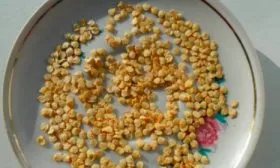 Особенности выращивания