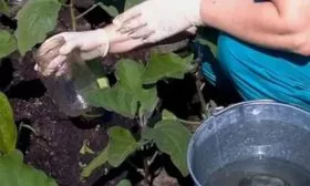 Особенности выращивания 2