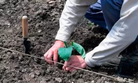 Особенности выращивания