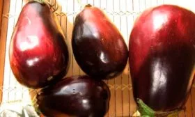 Особенности выращивания и возможные трудности