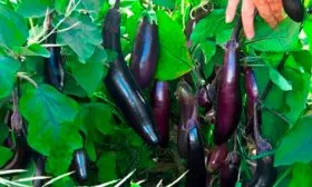 Отличительные черты