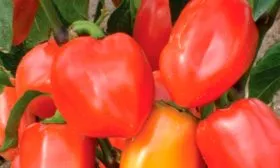 Отличительные черты куста